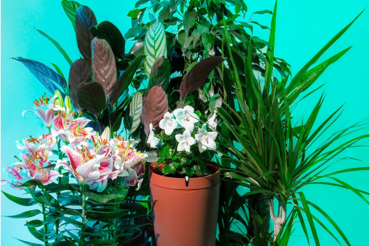 Pot connecté Parrot à 39€ (val 149€)
