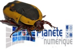Bug d'affichage de votre site